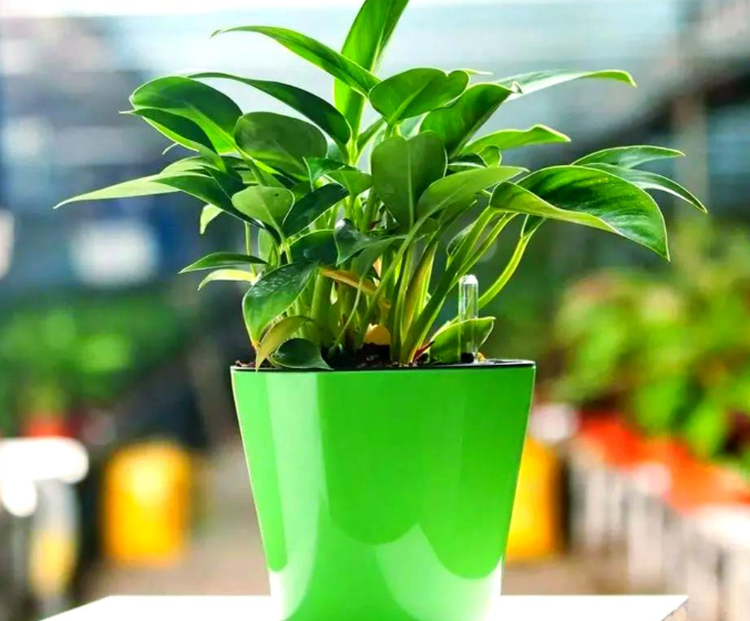 冬季室内养绿植能增氧？2025年冬季室内养生绿植推荐