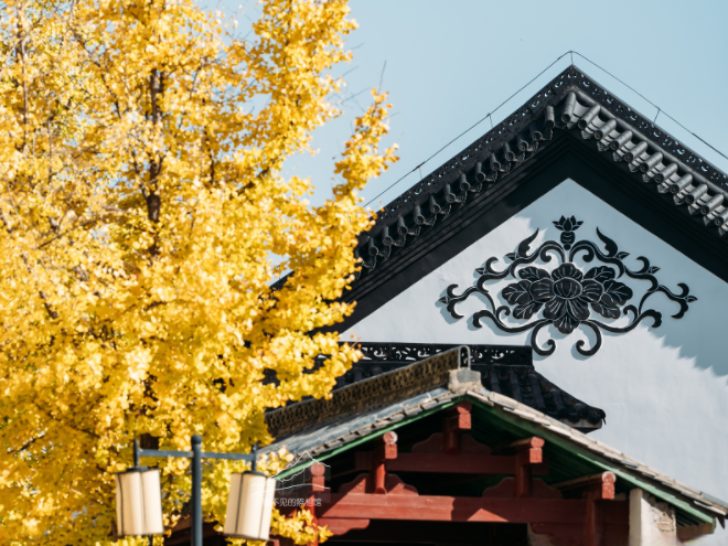 归元寺银杏拍照c位出道，归元寺的银杏已到最佳观赏期