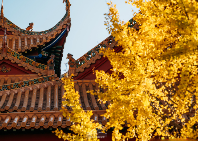 归元寺银杏拍照c位出道，归元寺的银杏已到最佳观赏期