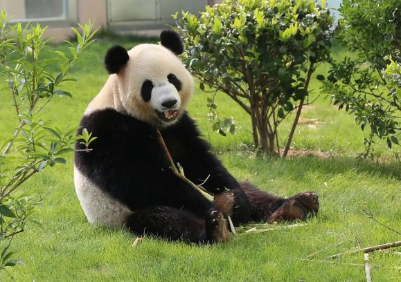 日本民众十分不舍中国大熊猫 中日关系紧张未来可能不会再有熊猫前往日本 日本民众十分不舍中国大熊猫 中日关系紧张未来可能不会再有熊猫前往日本