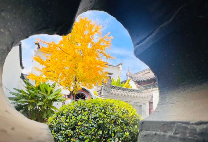 归元寺银杏拍照c位出道，归元寺的银杏已到最佳观赏期