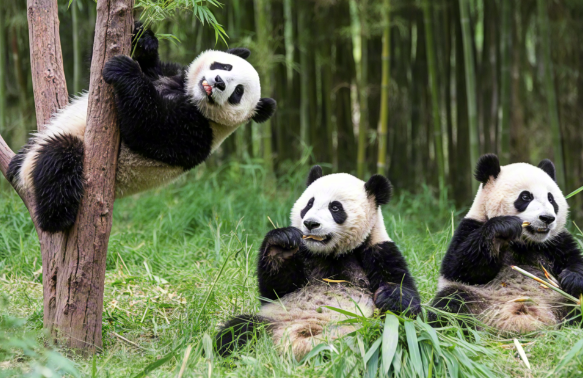 日本民众十分不舍中国大熊猫 中日关系紧张未来可能不会再有熊猫前往日本 日本民众十分不舍中国大熊猫 中日关系紧张未来可能不会再有熊猫前往日本