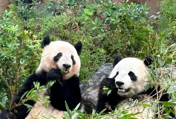 日本民众十分不舍中国大熊猫 中日关系紧张未来可能不会再有熊猫前往日本 日本民众十分不舍中国大熊猫 中日关系紧张未来可能不会再有熊猫前往日本