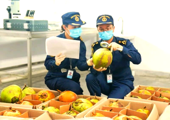 中企助力印尼椰子产业升级 印尼鲜食椰子备受中国市场青睐