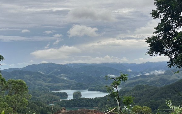 广东发现新物种堪称植物界大熊猫 广东发现蕨类植物新种广东观音座莲 广东发现新物种堪称植物界大熊猫 广东发现蕨类植物新种广东观音座莲