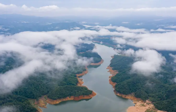 广东发现新物种堪称植物界大熊猫 广东发现蕨类植物新种广东观音座莲 广东发现新物种堪称植物界大熊猫 广东发现蕨类植物新种广东观音座莲