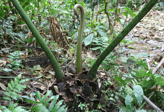 广东发现新物种堪称植物界大熊猫 广东发现蕨类植物新种广东观音座莲 广东发现新物种堪称植物界大熊猫 广东发现蕨类植物新种广东观音座莲