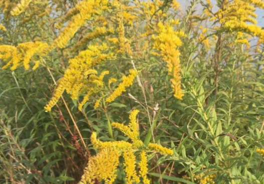 生活中看到这种黄色小花立即上报 加拿大一枝黄花是外来入侵物种破坏力强 生活中看到这种黄色小花立即上报 加拿大一枝黄花是外来入侵物种破坏力强