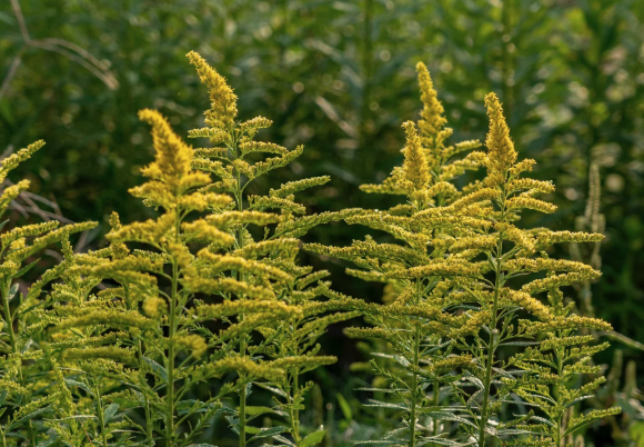 生活中看到这种黄色小花立即上报 加拿大一枝黄花是外来入侵物种破坏力强 生活中看到这种黄色小花立即上报 加拿大一枝黄花是外来入侵物种破坏力强