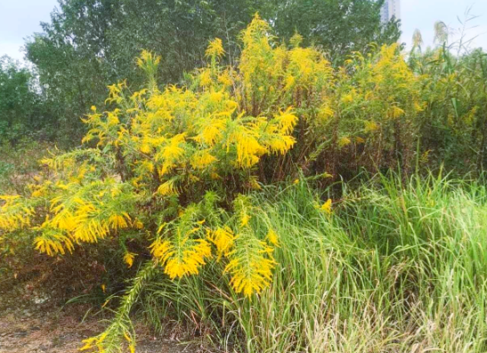生活中看到这种黄色小花立即上报 加拿大一枝黄花是外来入侵物种破坏力强 生活中看到这种黄色小花立即上报 加拿大一枝黄花是外来入侵物种破坏力强