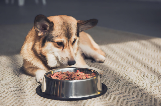 职业寻宠师月收入可达万元 职业寻宠师这个工种为何兴起 职业寻宠师月收入可达万元 职业寻宠师这个工种为何兴起