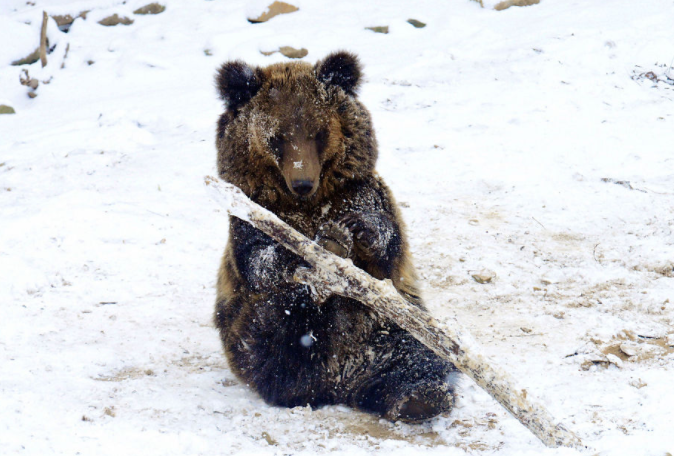 日本北海道熊尸体多到装不下(日本熊害暴增引发疯狂猎杀) 日本北海道熊尸体多到装不下(日本熊害暴增引发疯狂猎杀)
