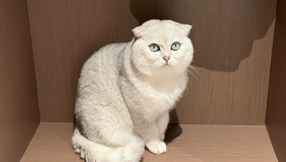 职业寻宠师月收入可达万元 职业寻宠师这个工种为何兴起 职业寻宠师月收入可达万元 职业寻宠师这个工种为何兴起