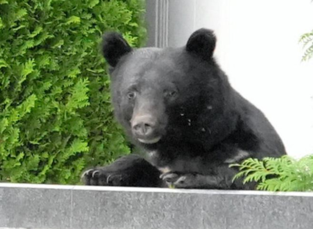 日本北海道熊尸体多到装不下(日本熊害暴增引发疯狂猎杀) 日本北海道熊尸体多到装不下(日本熊害暴增引发疯狂猎杀)