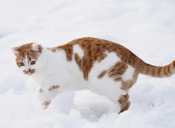 职业寻宠师月收入可达万元 职业寻宠师这个工种为何兴起 职业寻宠师月收入可达万元 职业寻宠师这个工种为何兴起