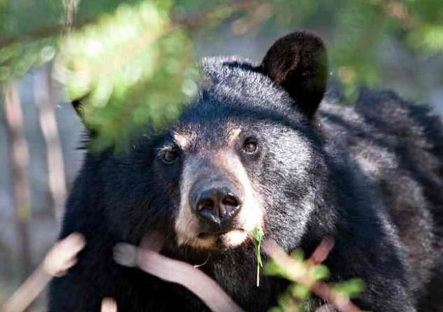 日本北海道熊尸体多到装不下(日本熊害暴增引发疯狂猎杀) 日本北海道熊尸体多到装不下(日本熊害暴增引发疯狂猎杀)