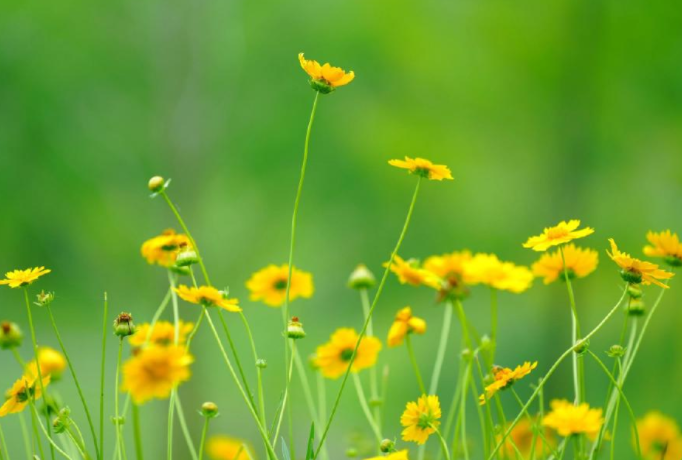 生活中看到这种黄色小花立即上报(加拿大一枝黄花的辨识与防治)