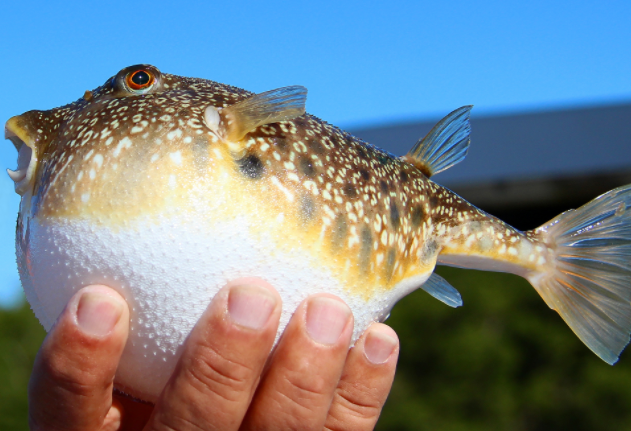 男子钓上河豚食用后中毒住进ICU(河豚毒性是氰化钠的1000倍以上)