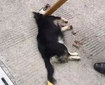保安打死业主3个月大宠物狗！杭州一园区保安深夜打死宠物狗还藏尸树丛