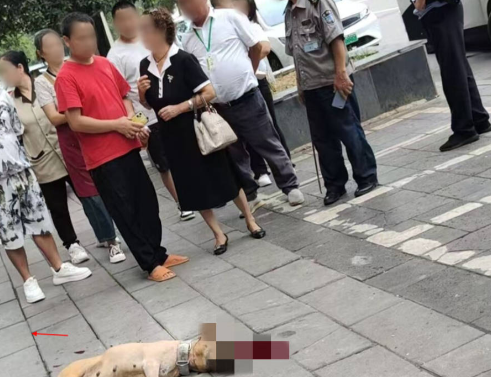 保安打死业主3个月大宠物狗！杭州一园区保安深夜打死宠物狗还藏尸树丛