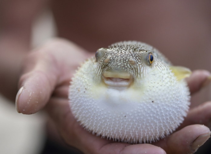 男子钓上河豚食用后中毒住进ICU(河豚毒性是氰化钠的1000倍以上)