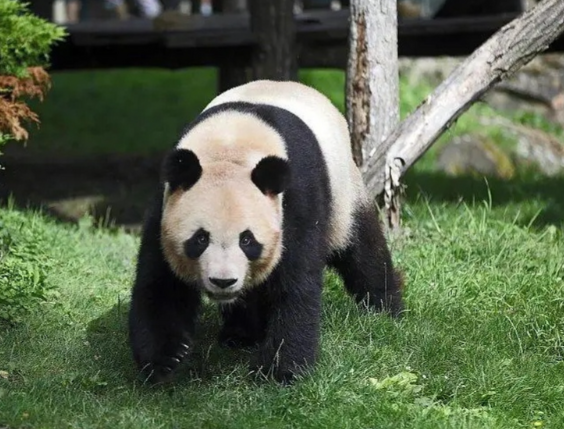 法国总统马克龙访问四川大学 四川大学与法国多所高校建立合作伙伴关系 法国总统马克龙访问四川大学 四川大学与法国多所高校建立合作伙伴关系