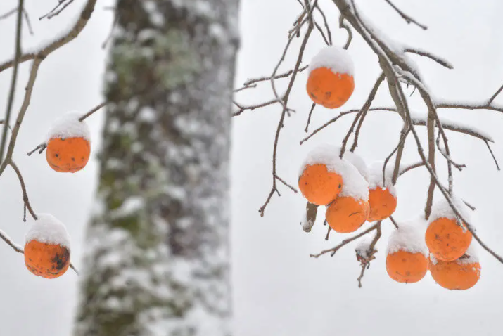 北方将迎来今冬最大范围降雪,本周全国多地气温骤降10℃ 北方将迎来今冬最大范围降雪,本周全国多地气温骤降10℃