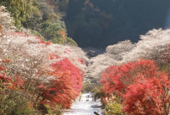 日本记者街头采访找不到中国游客 中日关系紧张中国赴日游客锐减