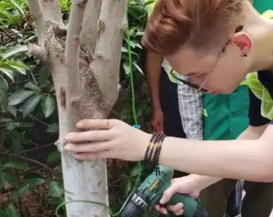 因为心疼一棵树打了12345 为一棵树拨打12345引百万网友围观！