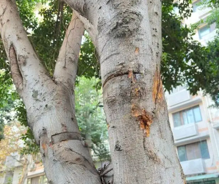 因为心疼一棵树打了12345 为一棵树拨打12345引百万网友围观！