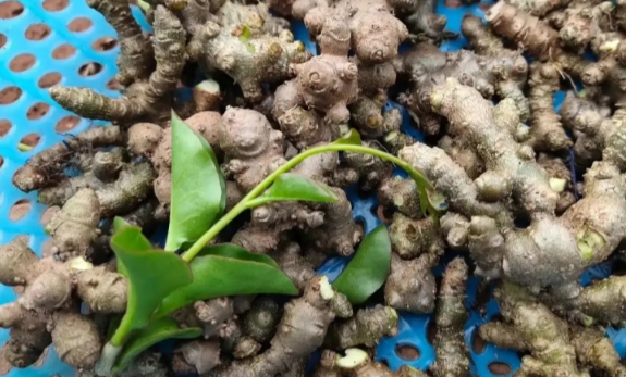 川七的功效与作用有哪些 川七通常出现在哪些药方里