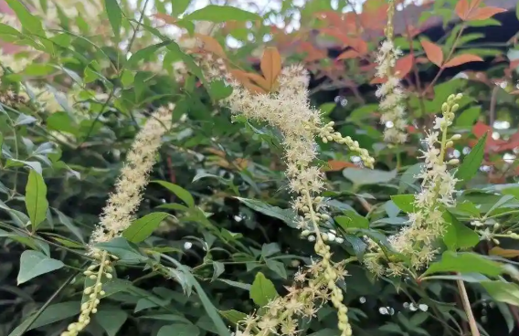 川七的功效与作用有哪些 川七通常出现在哪些药方里