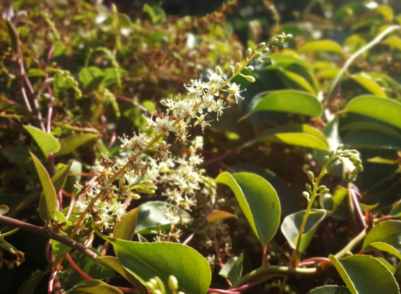 川七的功效与作用有哪些 川七通常出现在哪些药方里