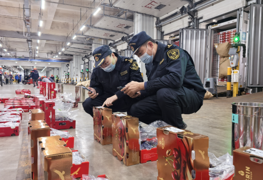 近8000吨车厘子来了 2025年冬季南半球首批海运直航进口车厘子到港 近8000吨车厘子来了 2025年冬季南半球首批海运直航进口车厘子到港