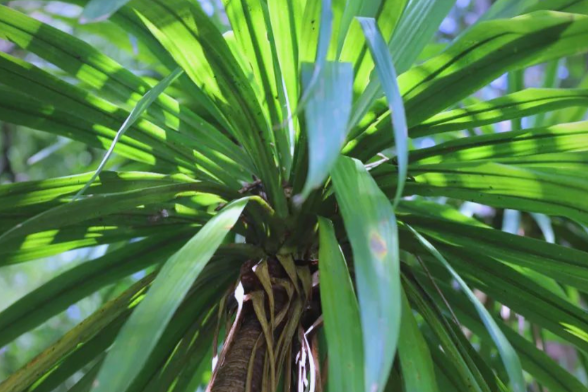 龙血树叶粉的功效有哪些 孕妇可以服用含龙血树叶粉成分的中药吗