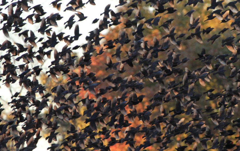 佛山鸟屎袭城无需恐慌，佛山近两个月天降大量“鸟屎雨”