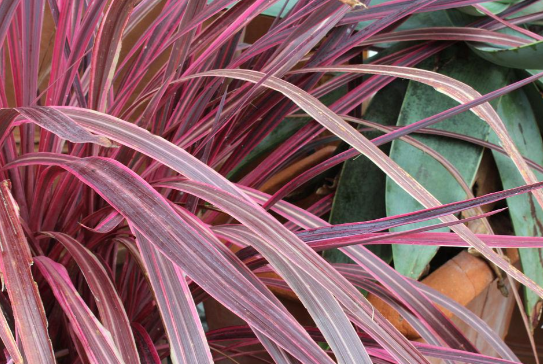 龙血树叶粉的功效有哪些 孕妇可以服用含龙血树叶粉成分的中药吗