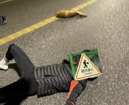 杭州龙井路骑行者与黄麂相撞 骑行者撞上黄麂断了两根骨头