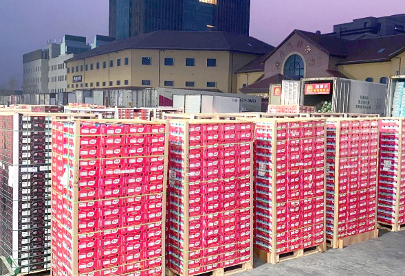 近8000吨车厘子来了 2025年冬季南半球首批海运直航进口车厘子到港 近8000吨车厘子来了 2025年冬季南半球首批海运直航进口车厘子到港