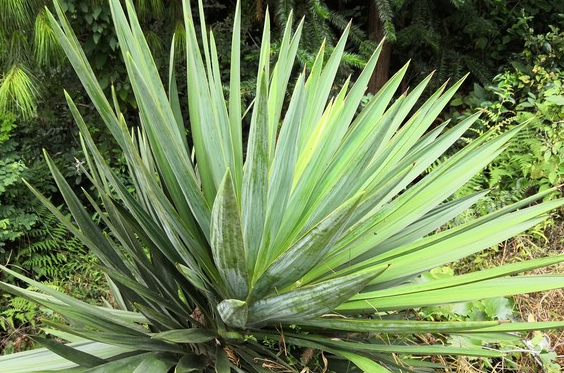 龙血树叶粉的功效有哪些 孕妇可以服用含龙血树叶粉成分的中药吗