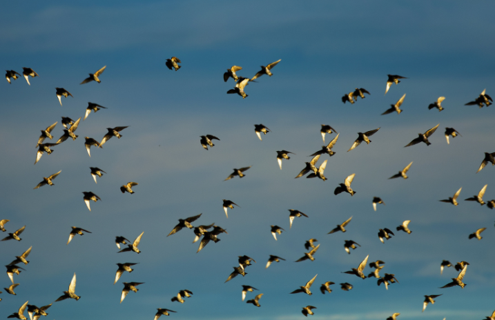 北冥有鱼竟然是真的,现实版“北冥有鱼”鲲鹏在人间出现 北冥有鱼竟然是真的,现实版“北冥有鱼”鲲鹏在人间出现