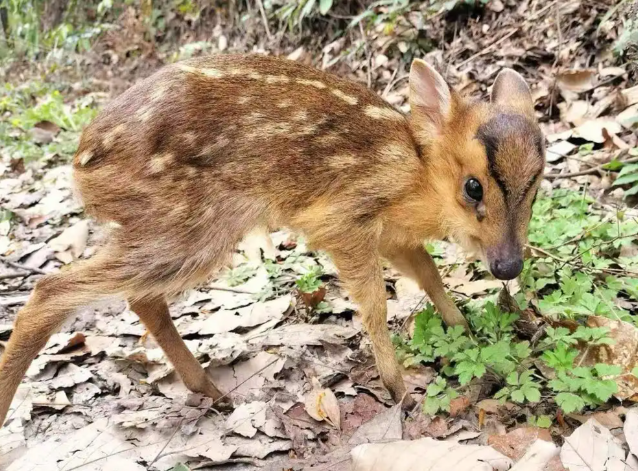 杭州龙井路骑行者与黄麂相撞 骑行者撞上黄麂断了两根骨头