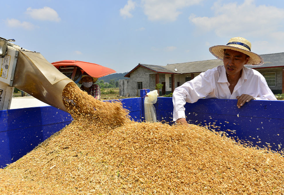 2025年全国粮食总产量增长1.2% 2025全国粮食播种面积增长0.1%