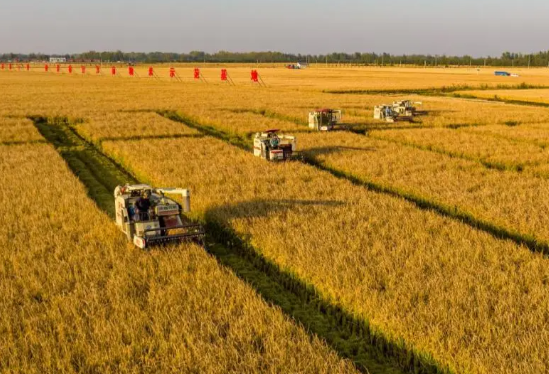 2025年全国粮食总产量增长1.2% 2025全国粮食播种面积增长0.1%