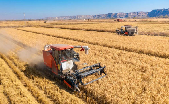 2025年全国粮食总产量增长1.2% 2025全国粮食播种面积增长0.1%