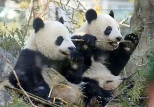 日本将不再有大熊猫，最后两只旅日大熊猫或提前回国