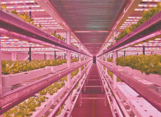 植物住高楼100平场地年产生菜50吨 全球首个超高层垂直植物工厂有什么亮点