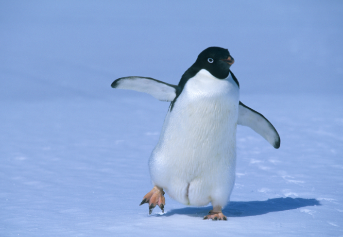 雪天学企鹅走路不容易打滑?2025年冬季雪天企鹅步教学