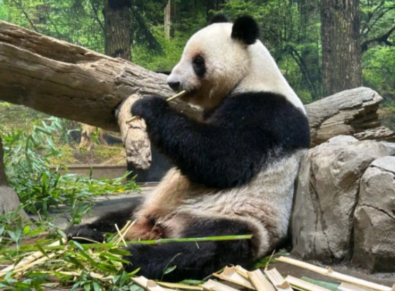 日本将不再有大熊猫，最后两只旅日大熊猫或提前回国