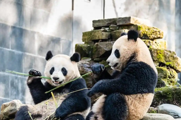 日本将不再有大熊猫 日本最后两只大熊猫将于明年1月归还中国